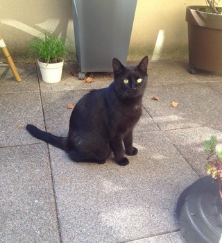 Choupette (Bastet)