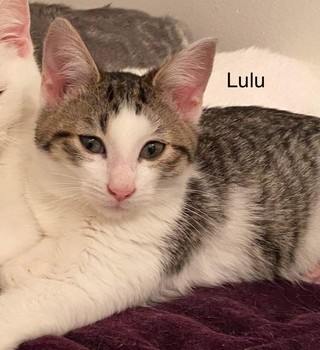 Lulu